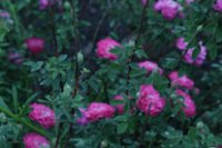 burgundian-rose-pompon-de-bu2