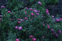 burgundian-rose-pompon-de-bu3