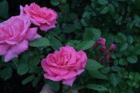 carefree-delight3