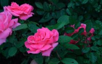 carefree-delight4