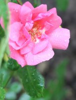 lady-elsie-may
