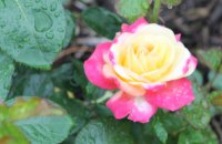 love-peace2