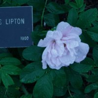 sir-thomas-lipton2