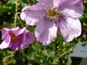 rosa-stellata-mirifica.jpg