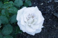 world-war-memorial-rose