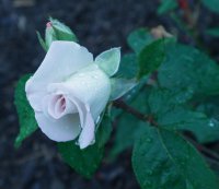 world-war-memorial-rose2