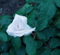 world-war-memorial-rose3