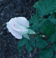 world-war-memorial-rose4