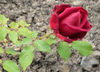 crimson-glory-a.jpg