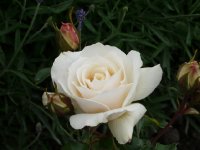 edelweiss-1a.jpg