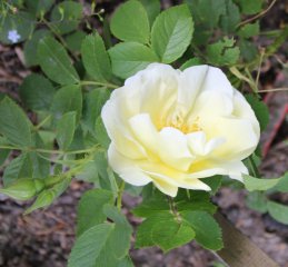 yellow-dagmar