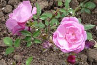 old-blush-1.jpg