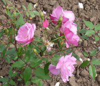 old-blush-a.jpg