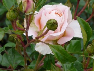 sangerhausen-jubilaumsrose.jpg