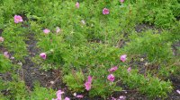 rosa-corylus2_0