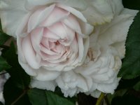.mme-alfred-carrierejpg