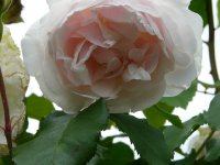 mme-alfred-carriere1.jpg