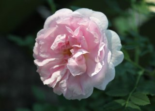 susanne