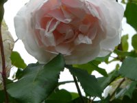mme-alfred-carriere2.jpg