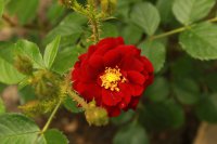 scarlet-moss