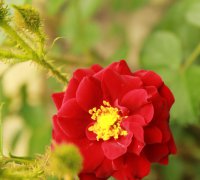 scarlet-moss2