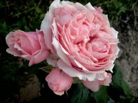 paul-bocusse-2