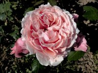 paul-bocusse
