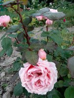 paul-bocusse3