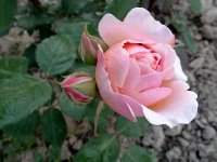paul-bocusse4