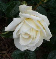 la-paloma-a.jpg