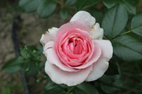 giardina4_0
