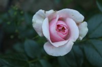 giardina_0