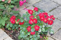 scarlet-moss_1