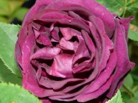 rose-du-roi-a-fleurs-poupres-a.jpg