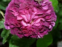 rose-du-roi-a-fleurs-poupres1.jpg