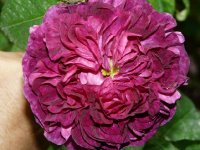 rose-du-roi-a-fleurs-poupres2.jpg
