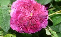 rose-du-roi-a-fleurs-poupres3.jpg