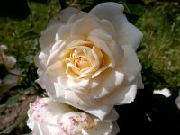 frieden