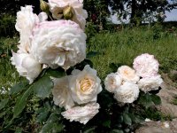 frieden2