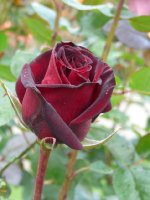 black-magic-a.jpg