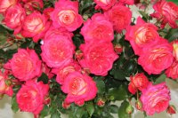 midsummer8