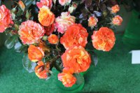 oranges-and-lemons