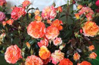 oranges-and-lemons8