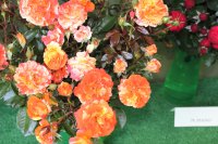oranges-and-lemons9
