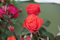 red-queen4