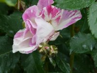 sorbet-frambois.jpg
