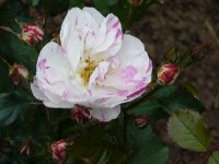 sorbet-frambois1a.jpg