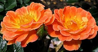 bessy-rose