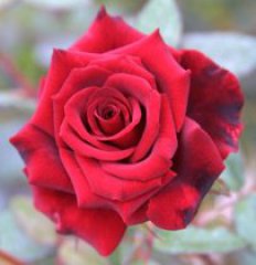 red-masterpiece-rosa