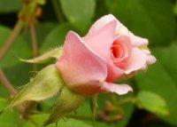 rosa_perla_de_monserrat-z-wikipedii-1